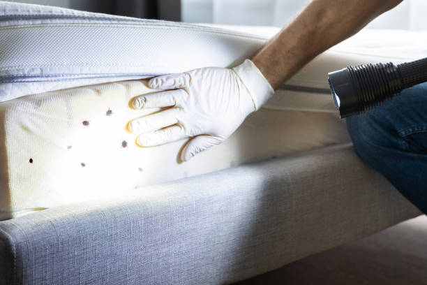 Best Local Pest Control Services  in Hollywood, SC